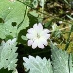 Eudianthe coeli-rosa Flower