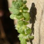 Valantia muralis Flower