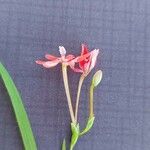 Freesia laxa फूल
