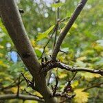 Crataegus x subsphaerica Bark