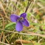 Gentianopsis ciliata Flower