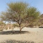 Vachellia etbaica Hábito