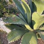 Agave shaferi Листок