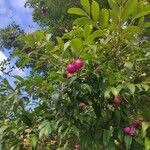 Syzygium paniculatum Fruit