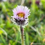 Erigeron uniflorus Кветка