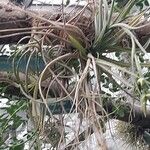 Tillandsia pohliana 葉