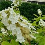 Hydrangea quercifoliaFiore