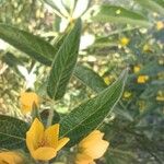 Lysimachia vulgaris 葉