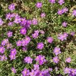 Spergularia purpurea Blüte