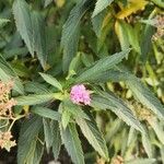 Spiraea japonica 花