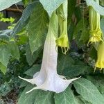 Brugmansia × candida Blüte