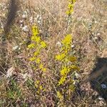 Solidago nemoralis Kukka