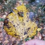 Populus tremuloides Blad