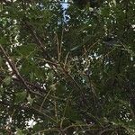 Ekebergia capensis Συνήθη χαρακτηριστικά