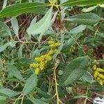 Myrica gale Fruit