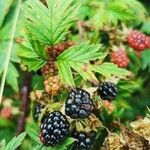 Rubus nemoralisFruto