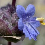 Salvia dorrii Cvet