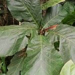 Mitragyna stipulosa Blatt