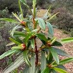 Cistus ladanifer Blad