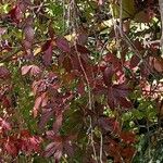 Parthenocissus quinquefoliaLehti