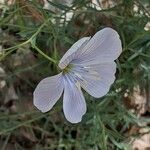 Linum lewisii Flower