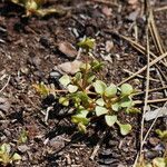 Claytonia rubra Habitus