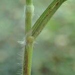 Brachypodium sylvaticum Bark