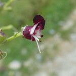 Scrophularia canina Virág
