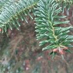 Abies numidica ഇല