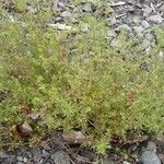 Galium divaricatum 形態