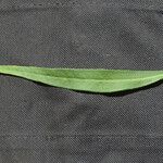 Vernonia arkansana Leaf