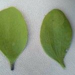 Phoradendron macrophyllum Leaf