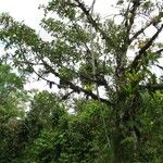 Ficus costaricana Hábito