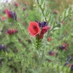 Echium creticum Blomma