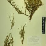 Ephedra gerardiana Kita