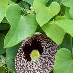 Aristolochia littoralis Leaf