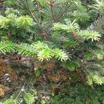 Abies fraseri Dalc'h