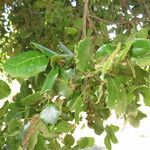 Quercus agrifolia Arall