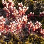 Sedum andegavense বাকল