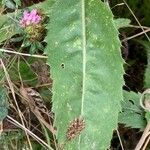 Cirsium canum ഇല