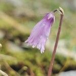 Soldanella pusilla Virág