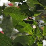 Irvingia grandifolia Deilen