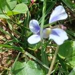 Viola palustrisFlor