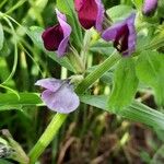 Vicia sativaКвітка