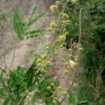 Acacia brevispica Blomst