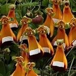 Calceolaria uniflora Квітка