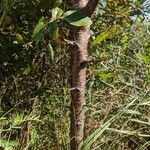 Prunus maritima Bark