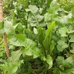 Rumex patientia Συνήθη χαρακτηριστικά