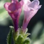 Lithodora hispidula Λουλούδι