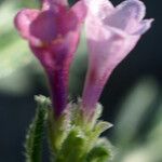 Lithodora hispidula Цветок